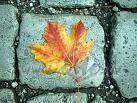 Rudens v�ji kokos plos�sPoliti�i s�dos ros�s�audis dom� domas ...