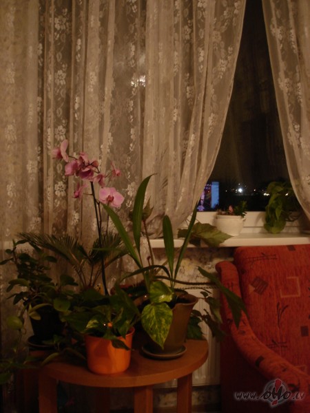 Parosiijos mekleejot maajvietinju pareizo saviem ...