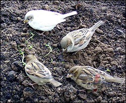 Reiz�m j�tos k� baltais zvirbulis. Pat ne baltais, bet kaut k�ds ...