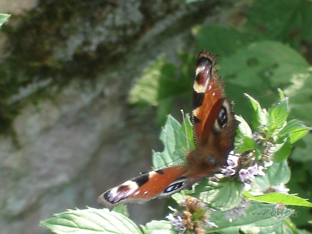 Draugi- tie ir en�el��i,Kuri, tad, kad tev ir �oti gr�ti,Pal�dz ...