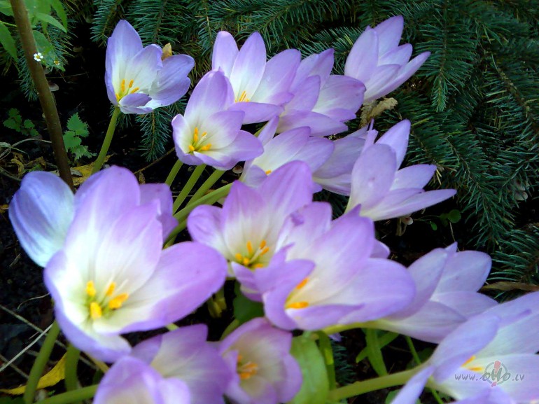 Defec�ts un first un .... ...ja tu �eit arodies...l�dzu atsaucies ...