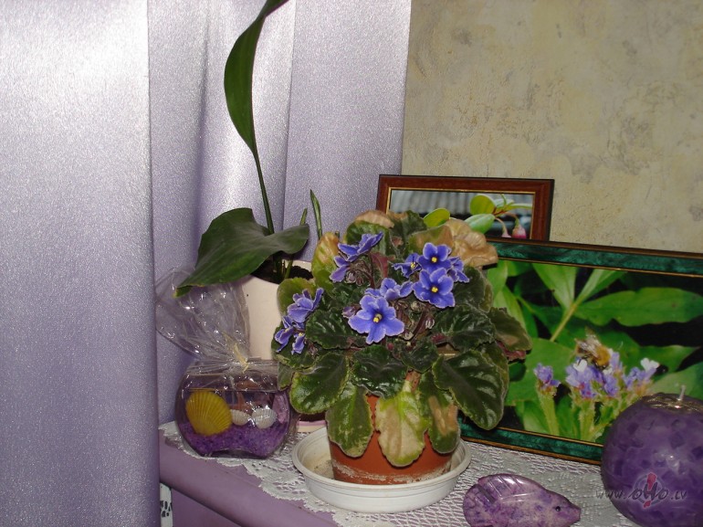 T�ds d�mak� t�ts atausa r�ts :) Koki savu kr�saino iet�rpu pamaz�m ...