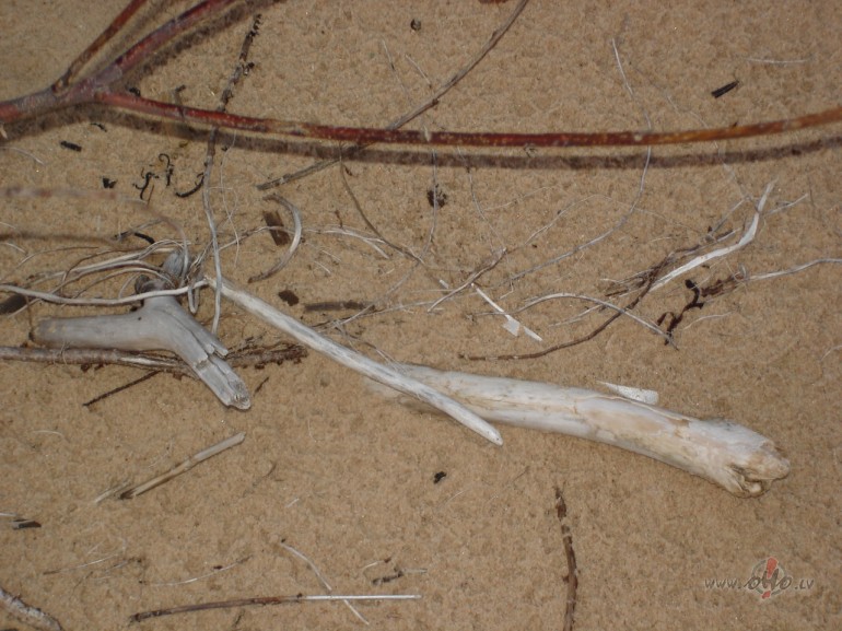 Visp�r nav t�, kad nav nek� !!! 
Ir, varb�t ir&nbsp;vienk�r�i t�ds, ...