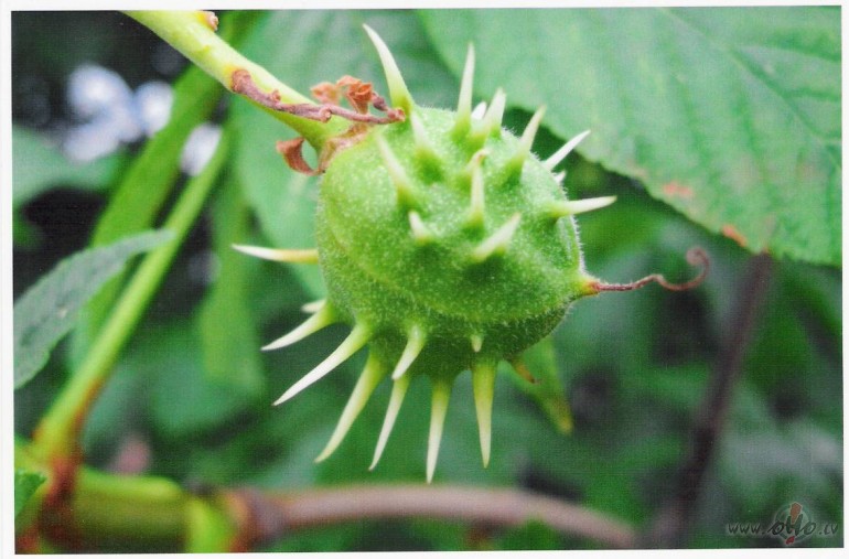 Skaists r�ts p�c tik lietainas nakts.
Pirmssv�tku dienas nav t�s ...