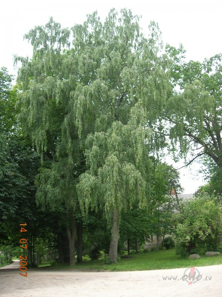 Mums ticis viszil�kais ezersUn rud�kais rudzu lauks.Vispiln�k� ...