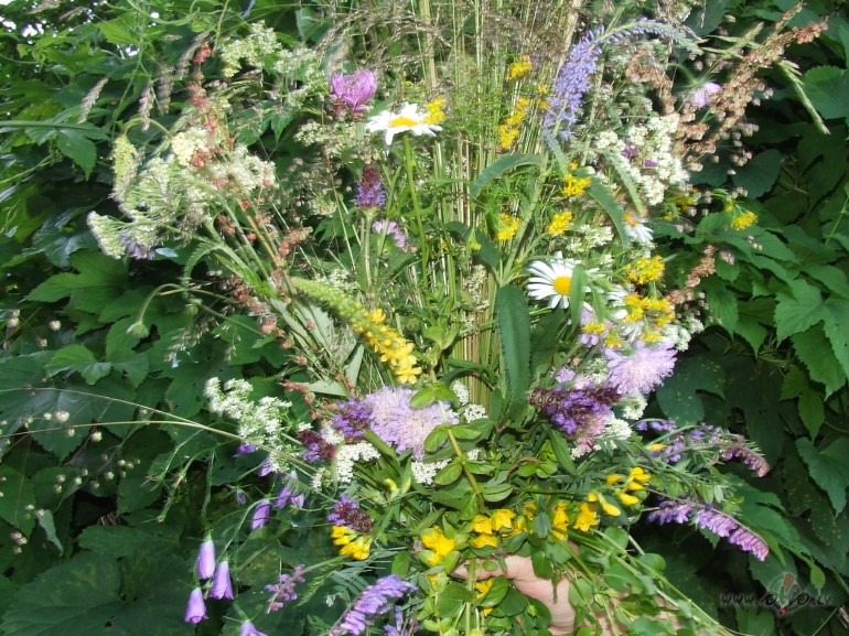 Nenes man rozes, nenes man lilijas,Kad pie manis ciemos tu n�c,Tik ...