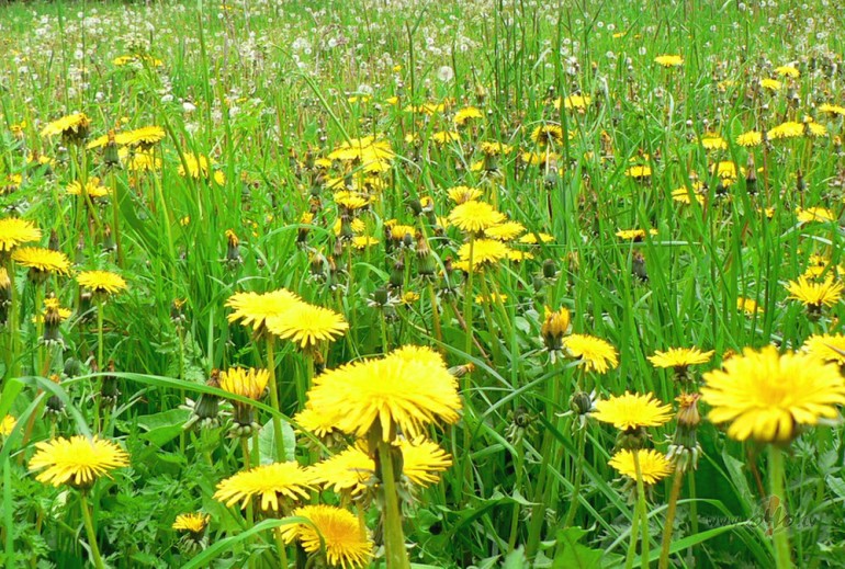 :)))Sveiki�i visapk�rt un visi, ko k�da piene�p�ka �odien uzrun�ja! ...