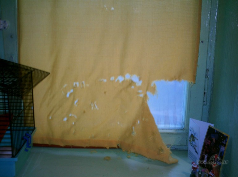 !!!!!!!!!!!!!!giiiiiiiiiiiiiiiiiiiiiggggggggg!!!!!!!!!!!!! apskaties, ...