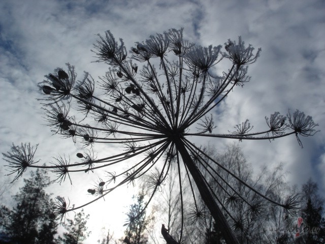 Lai t�kams �is pirmssv�tku jampadrac�ts visapk�rt !!!:)