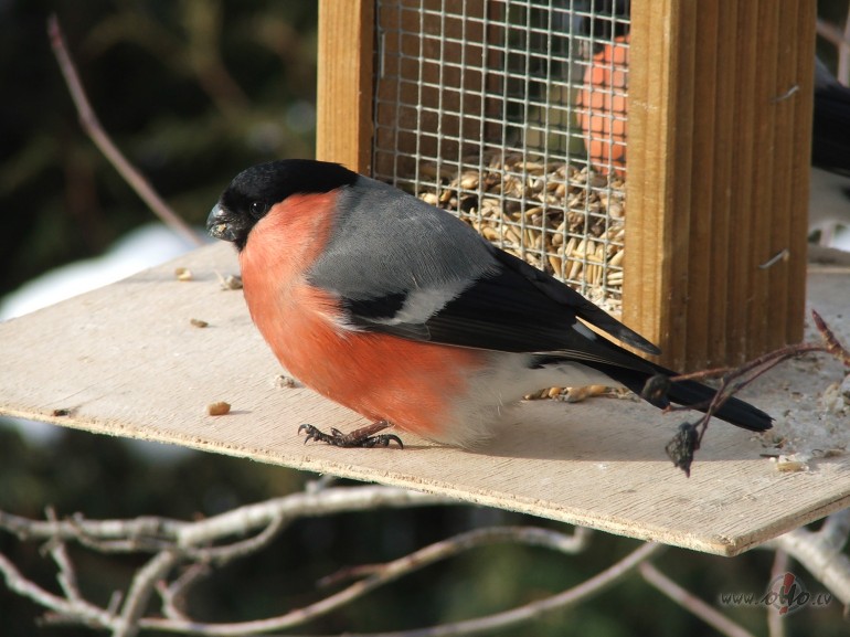 .....v�l tikai mirklis, �odien, r�t un par�t.......
bet tad, jau ...