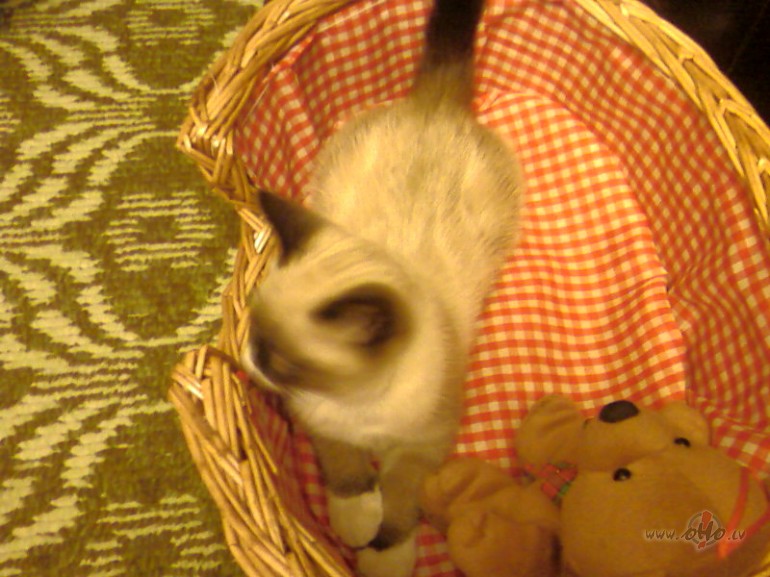 Ka��ns jau pie mums �etrus m�ne�us, BET k�da at��ir�ba :)))