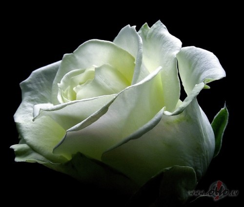 Sodien saptratu ka laimi var nest tik vienkarshas lietas kas brisiem ...