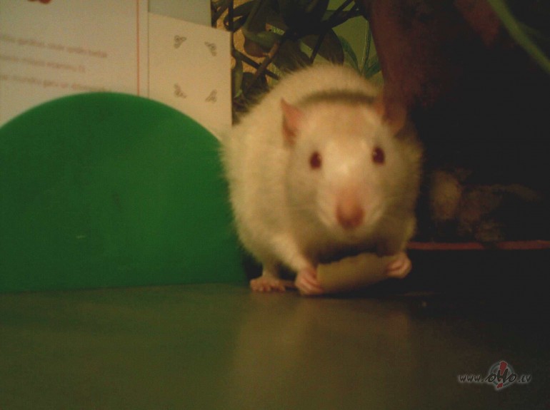 Nu tad ko? Laim�gu jauno gadu!!! No r�ta siers, pusdien�s desa, ...