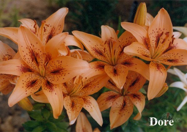 &nbsp;&nbsp;&nbsp; S�kusies atkal jauna pel�ka diena,ar� dr�gna. T� ...