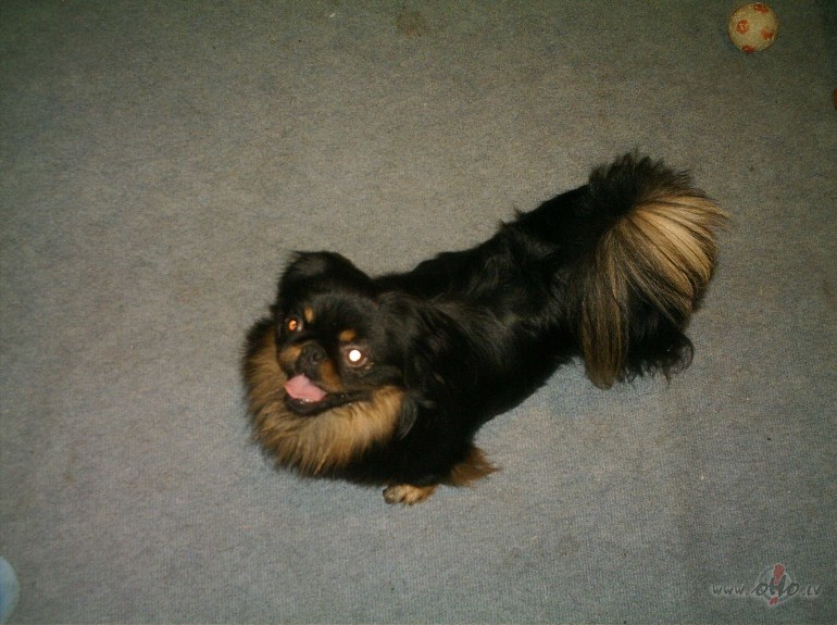 Iepaz�stieties!!! Ramzess!!! man jau nu ne visai, bet pie��mu sav� ...