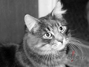 �odien pavisam stulba diena, vairs nekontroleju, ko izdaru.Str�d�t ar ...