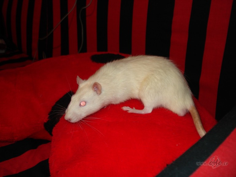 :))) Rad�s iespaids, ka mans �urks kak� vair�k nek� ap�d...secin�jums ...