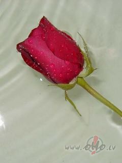 Ja .. ka jau ierasts vakars ... It ka viss butu ok.. Bet atkal sirdii ...