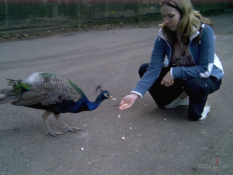 (smagi nopushas) taisniiba laikam ir nepiedzimsti skaista bet gan ...