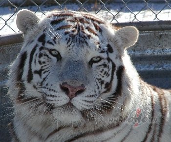 Ja esi putns,laidies projam.Ja esi vejs,aizput lapas,smiltis,ari ...