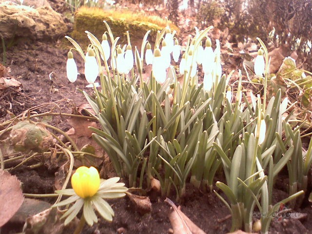 Vakar ciemojos sav�s vecaj�s m�j�s un nopriec�jos, ka man� k�dreiz�j� ...