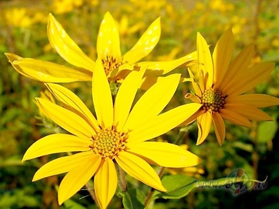 Sl�pot�jiem dro�i lieli prieki jo sniega b�s atkal pietiekami, bet ko ...