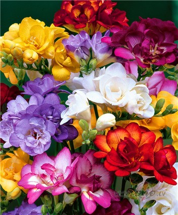 Pietr�kst izdomas, k� lai sevi iepriecina un&nbsp; notura degunu ...