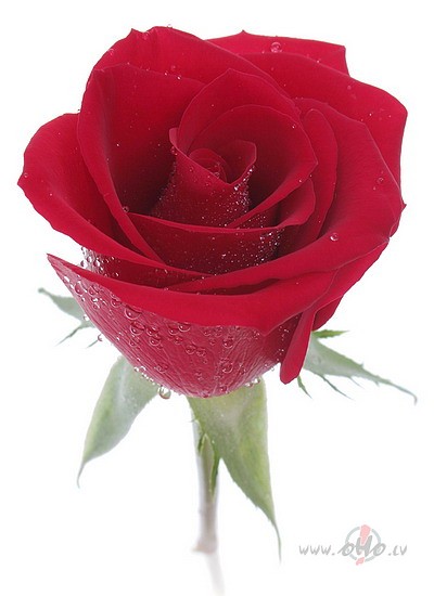 Mmmmmm milsh milsh paldies&nbsp;par apsveikumu ar&nbsp; 8.martu ...