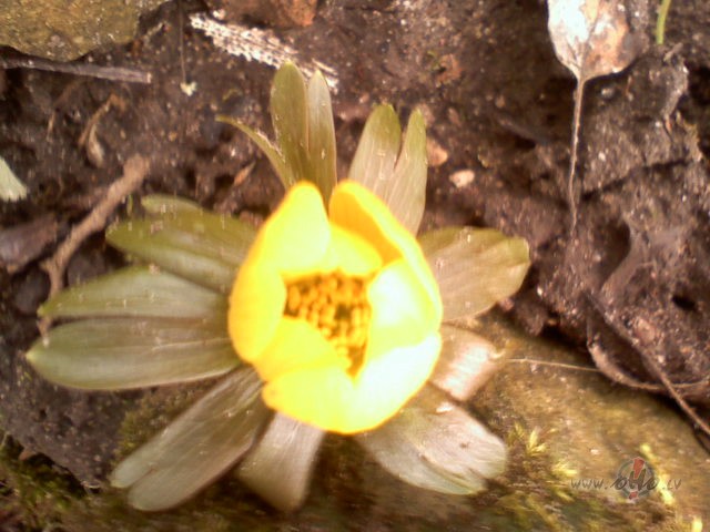 Cik labi, ka esam saulm��i! Pietiek ar saulainu r�tu, lai justos ...