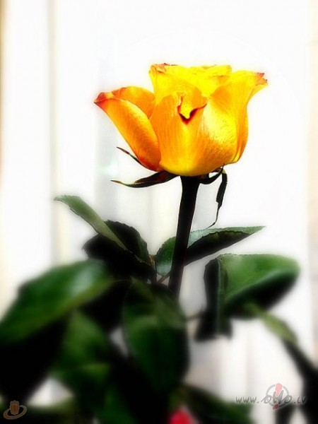 M���s sievietes! lai mums �odien uzsmaida tas, kura smaidu visvair�k ...