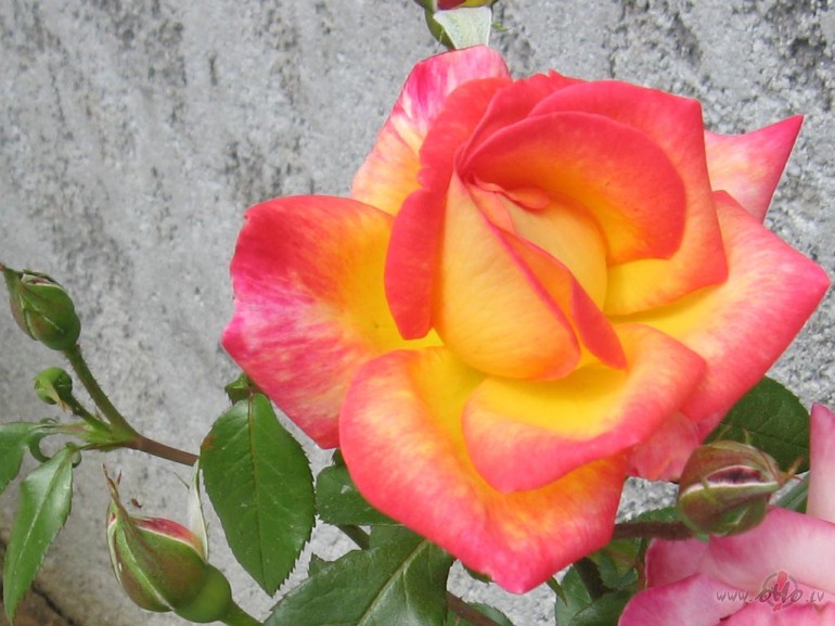 Cilv�ks pasaul� ir k� zieds - j�pal�dz tam izplaukt. M�lest�b� m�s ...