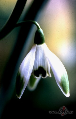 Tik t�lu,vai tik tuvu iet
Un Tevi neatrast...
Pie sniegpulkste�a ...