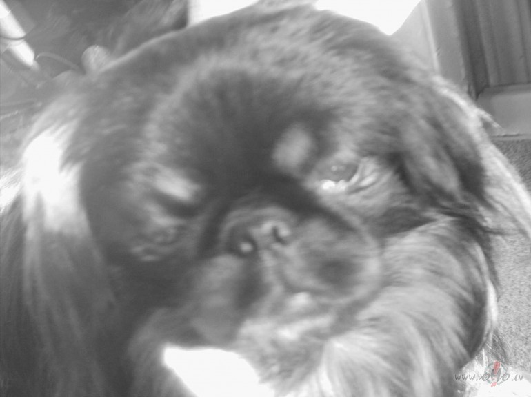 Izr�d�s, ka manam Ramzesam �odien dzimene!!!! ja jau visiem labiem ...