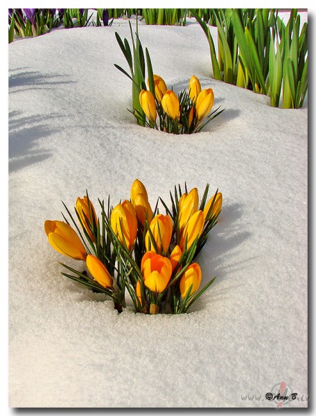 Pavasari,pavasari
Kur Tu esi palicis
Vai Tu dusi ziemas ...