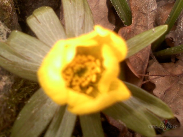 Virtuves darbi v�dera priekiem iet uz beigu pusi. Nu j�s�k rado�i ...