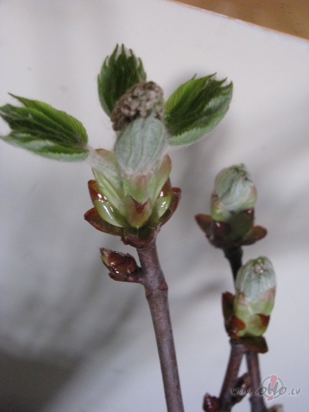 Kas sniegkupen�s, kas kasta�zieda gaid�s :))
Olu ...