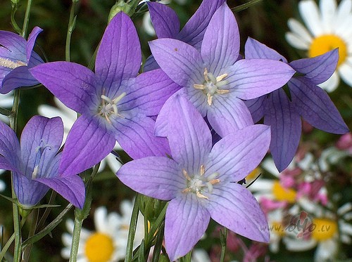 Tev rakstu v�stuli bez v�rdiem
Ar l�pu piesk�rieniem vien
Ar maigu ...