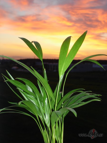 Sieva saka v�ram: 

- Virtuv� ods ielidojis, aizej l�dzu nosit ...