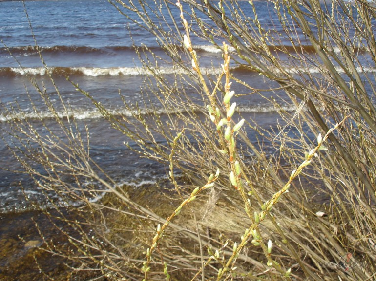 Diena, j�, t� bija saules un smaidu p�rpilna..... un tad novakars, ...