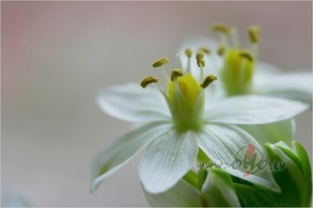 Dz�ves pavediens vijasApst�ties nevar tasZil�s debes�s turasSaule un ...