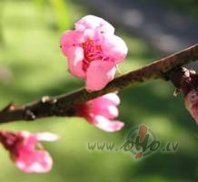 Tie�am liekas laikam atn�cis pavasaris. Jau atgriezu�ie g�jputni. ...