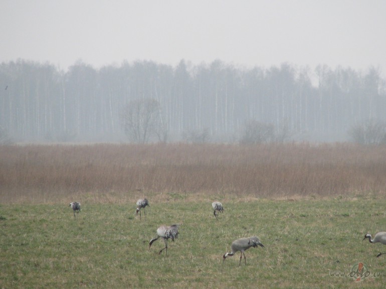 �on es �akl�te,&nbsp; 6 stundas&nbsp; pavasara talk�...
bij t�kams ...