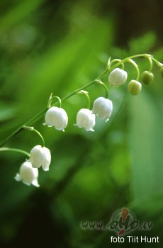 Es Tevi paz��u vienalga,vai n�c ar draisku smaidu ac�s,vai lietus ...