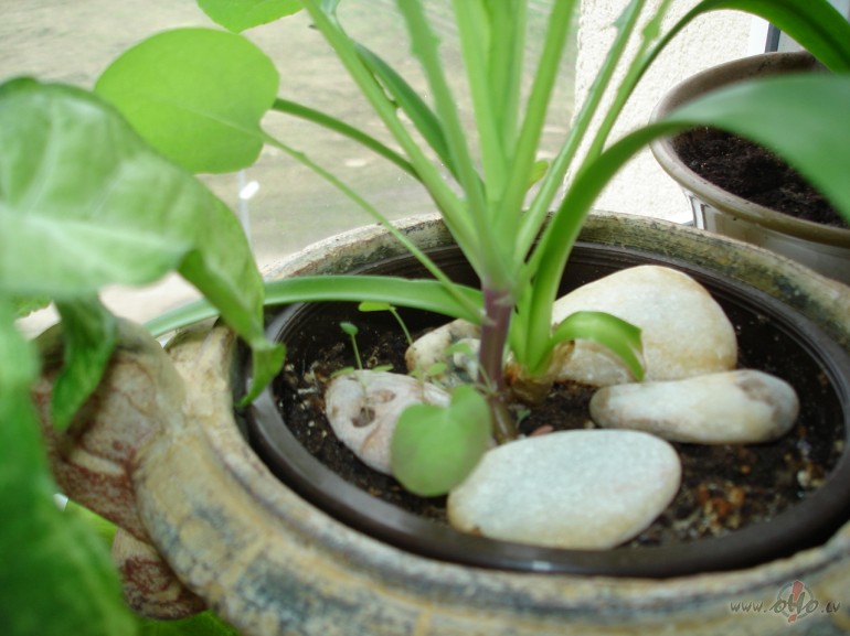 Pavasari, pavasari, ko ar mani dari... ?:) Viss- gan dab�, gan m�sos ...