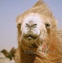 Dz�ve palaikam m�dz p�rsteigt ,un dz�ves m�klslinieks ir tas ,kas ...