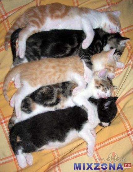 Tautai piemetusies tot�la slinkuma slim�ba.