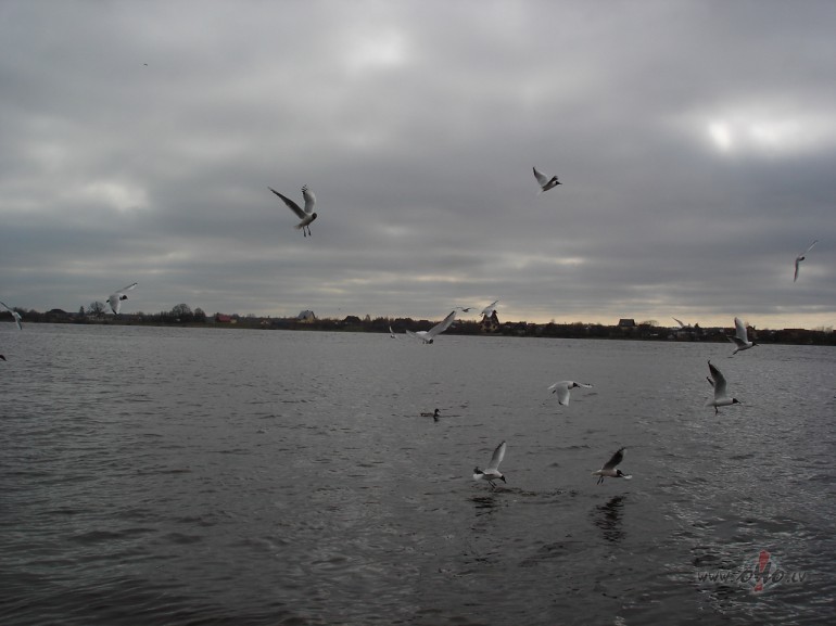 Ripo, ripo saul�te pa zemes virsu, �oreiz meteorologi b�s pareizaj�s ...