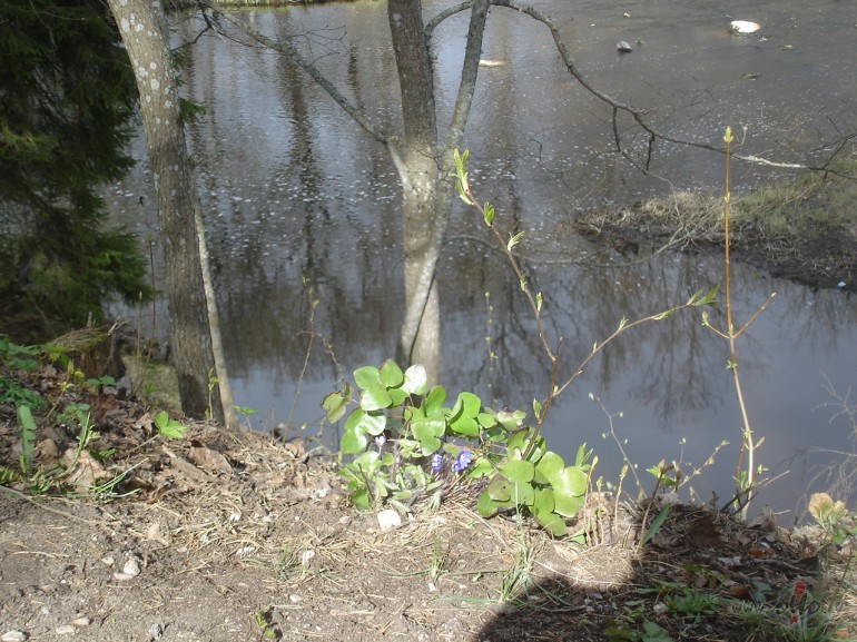 Visa teorija pel�ka, m��am za�� tik prakses koks.
(G�te)