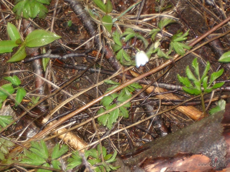 Ooooo :) ir iesp�jas uzsp�t nov�l�t labnaksni�u visiem jaukiem latvju ...