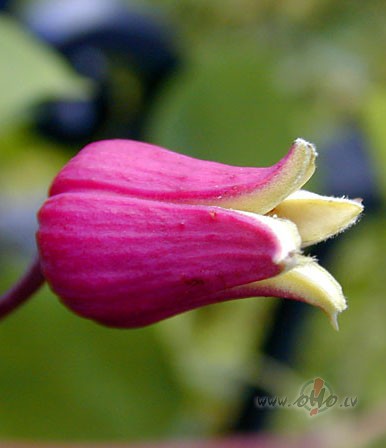 Nav dr�mu domu,vien pieredze kr�jas,k� �agaru kaudze,kad gribu, tad ...